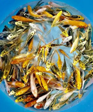 14-Lot Assorted 2”-4” Live koi Standard fin Live Fish Mixed lot koi pkf